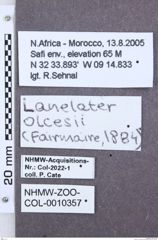 Etikette zu Lanelater olcesii (NHMW-ZOO-COL-0010357)